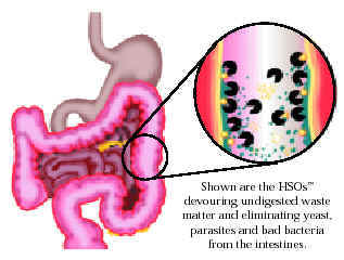 bacteria in intestines Primal Defense HSO