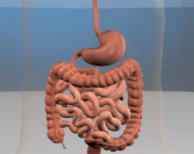 food digestion canal