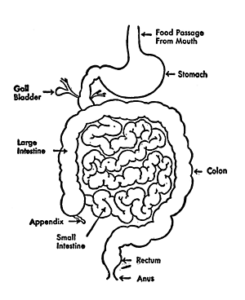 The Food digestion canal