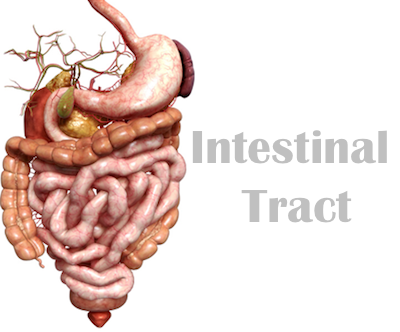 intestinal  tract image
