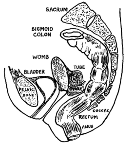 Diagram showing female organs in relation to colon